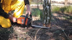 Best Fruit Tree Pruning  in Chouteau, OK